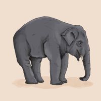 Elephant illustration