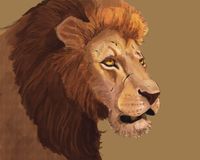 Lion illustrations